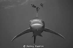 longimanus ! by Helmy Hashim 